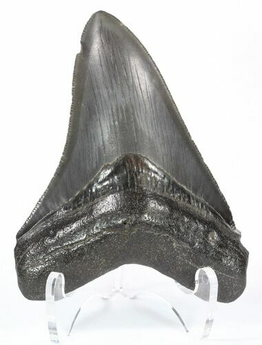 Serrated Megalodon Tooth - Georgia #52404